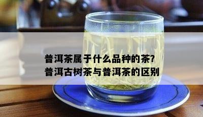 普洱茶属于什么品种的茶？普洱古树茶与普洱茶的区别