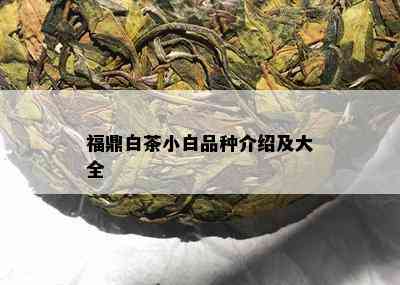 福鼎白茶小白品种介绍及大全