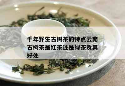 千年野生古树茶的特点云南古树茶是红茶还是绿茶及其好处