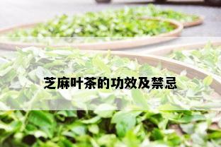 芝麻叶茶的功效及禁忌