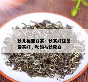 秋儿福鼎白茶：秋茶好还是春茶好，秋韵与秋露白