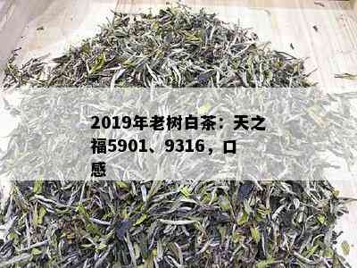 2019年老树白茶：天之福5901、9316，口感