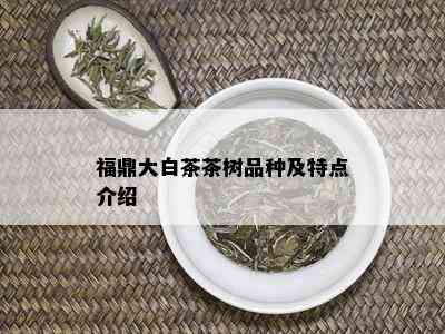 福鼎大白茶茶树品种及特点介绍