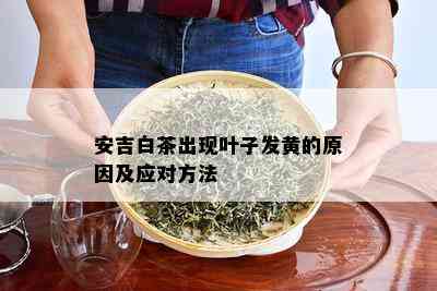 安吉白茶出现叶子发黄的原因及应对方法