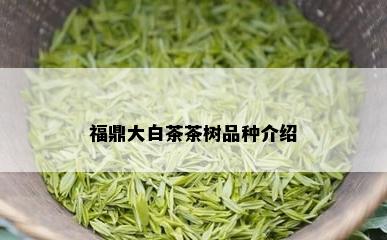 福鼎大白茶茶树品种介绍