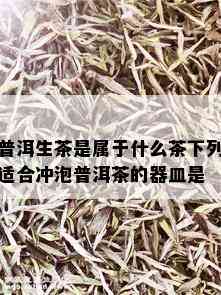 普洱生茶是属于什么茶下列适合冲泡普洱茶的器皿是