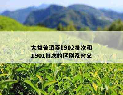 大益普洱茶1902批次和1901批次的区别及含义