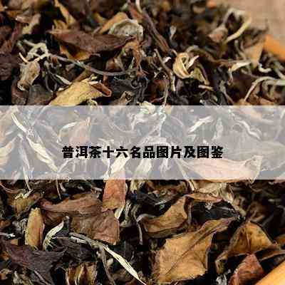 普洱茶十六名品图片及图鉴