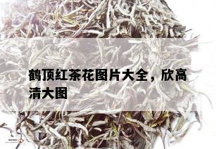 鹤顶红茶花图片大全，欣高清大图