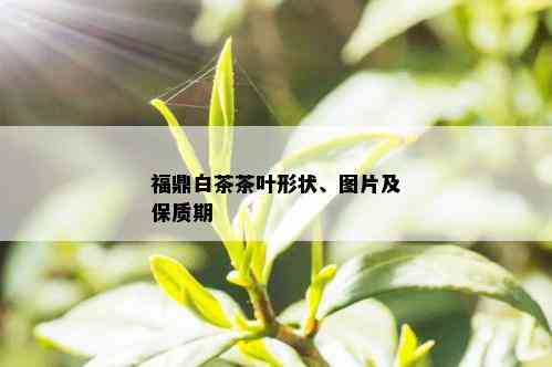 福鼎白茶茶叶形状、图片及保质期