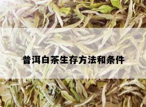 普洱白茶生存方法和条件