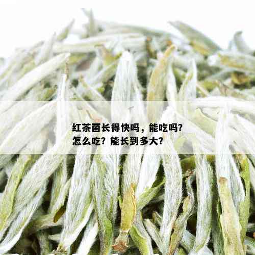 红茶菌长得快吗，能吃吗？怎么吃？能长到多大？