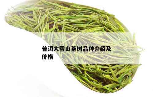 普洱大雪山茶树品种介绍及价格