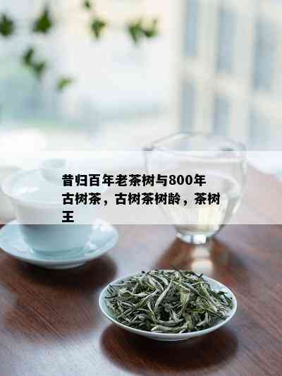 昔归百年老茶树与800年古树茶，古树茶树龄，茶树王