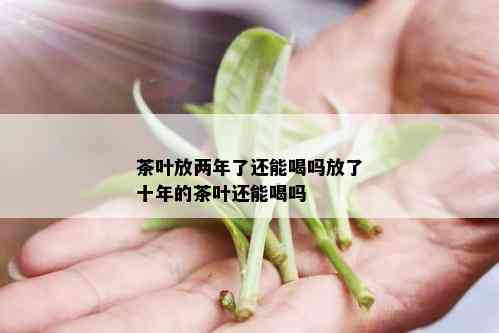 茶叶放两年了还能喝吗放了十年的茶叶还能喝吗