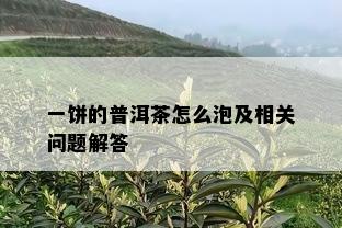 一饼的普洱茶怎么泡及相关问题解答