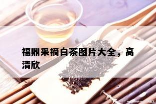 福鼎采摘白茶图片大全，高清欣