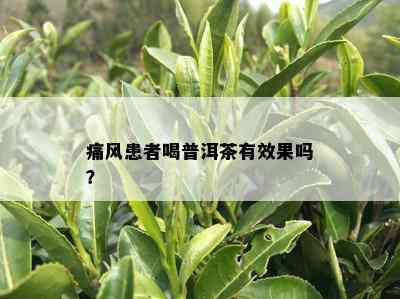 痛风患者喝普洱茶有效果吗？