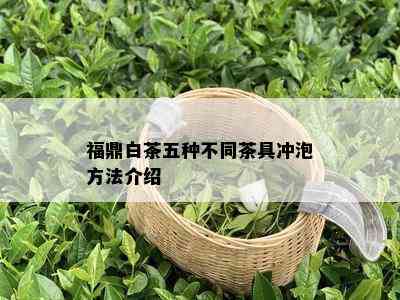 福鼎白茶五种不同茶具冲泡方法介绍