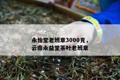 永怡堂老班章3000克，云南永益堂茶叶老班章