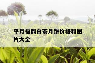 平月福鼎白茶月饼价格和图片大全