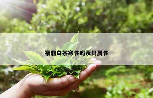 福鼎白茶寒性吗及其属性