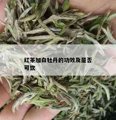 红茶加白牡丹的功效及是否可饮