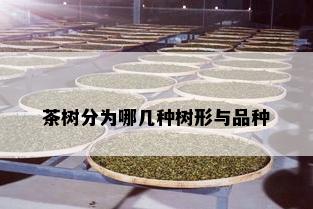 茶树分为哪几种树形与品种