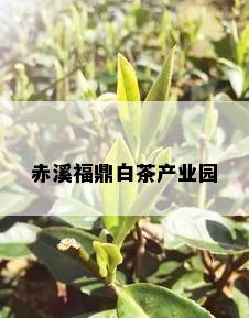 赤溪福鼎白茶产业园