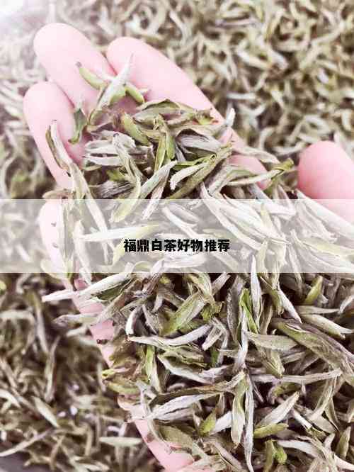 福鼎白茶好物推荐