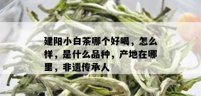 建阳小白茶哪个好喝，怎么样，是什么品种，产地在哪里，非遗传承人