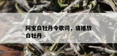 阿宝白牡丹令歌词，请播放白牡丹