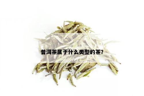 普洱茶属于什么类型的茶？