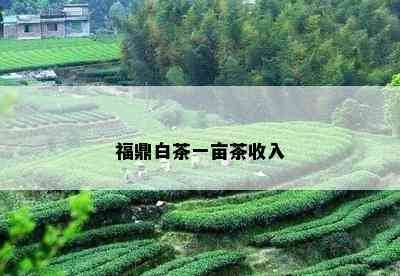 福鼎白茶一亩茶收入