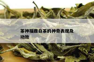 茶神福鼎白茶的神奇表现及功效