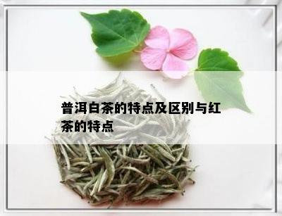 普洱白茶的特点及区别与红茶的特点