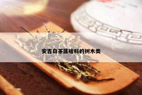 安吉白茶属啥科的树木类