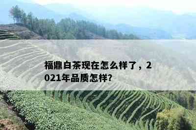 福鼎白茶现在怎么样了，2021年品质怎样？