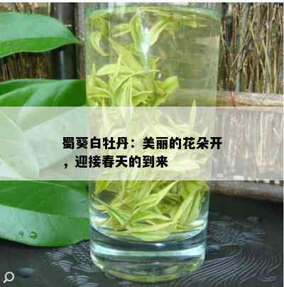 蜀葵白牡丹：美丽的花朵开，迎接春天的到来