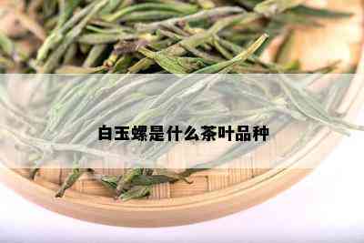 白玉螺是什么茶叶品种