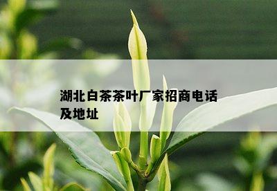 湖北白茶茶叶厂家招商电话及地址