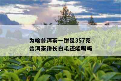 为啥普洱茶一饼是357克普洱茶饼长白毛还能喝吗