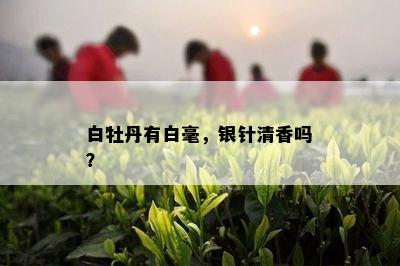 白牡丹有白毫，银针清香吗？