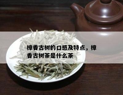 樟香古树的口感及特点，樟香古树茶是什么茶