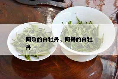 阿尕的白牡丹，阿哥的白牡丹