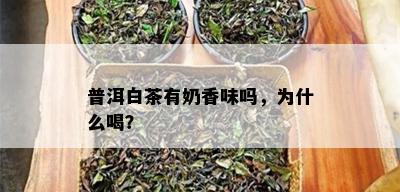 普洱白茶有奶香味吗，为什么喝？