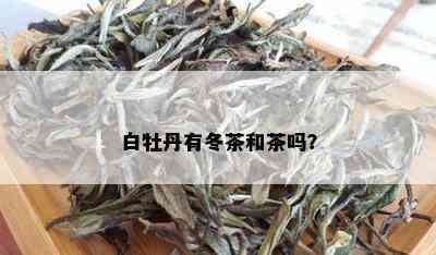 白牡丹有冬茶和茶吗？