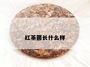 红茶菌长什么样