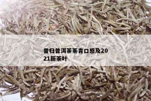 昔归普洱茶茶青口感及2021新茶叶