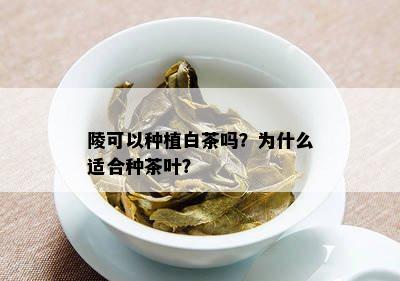 陵可以种植白茶吗？为什么适合种茶叶？